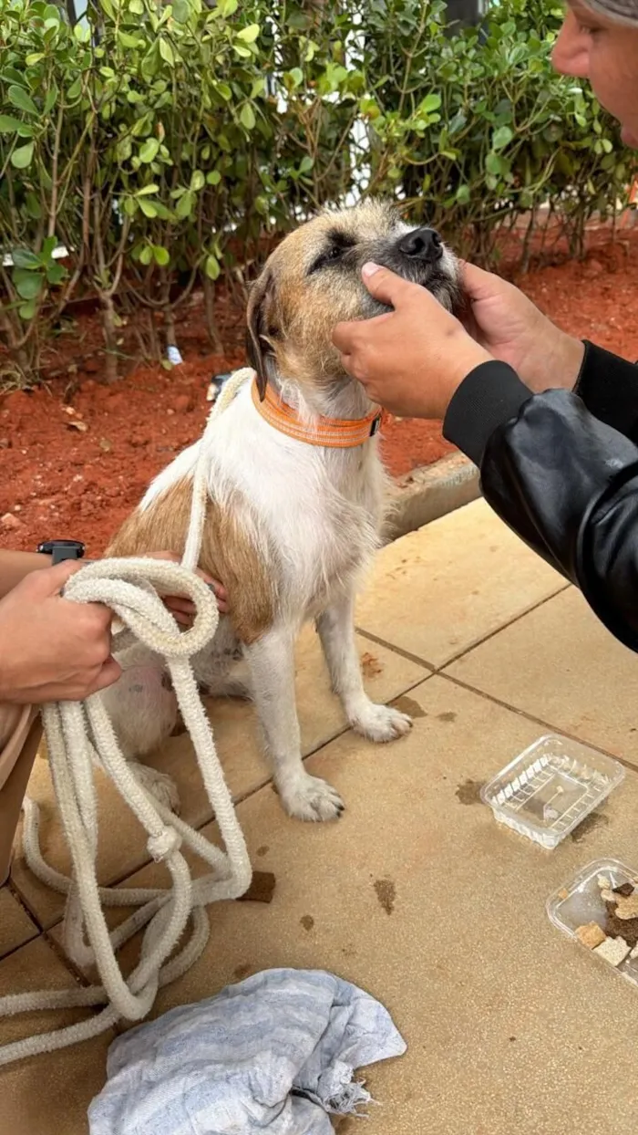 Cachorro raça SRD-ViraLata idade 3 anos nome Manguinha 