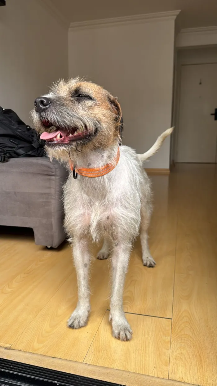 Cachorro raça SRD-ViraLata idade 3 anos nome Manguinha 