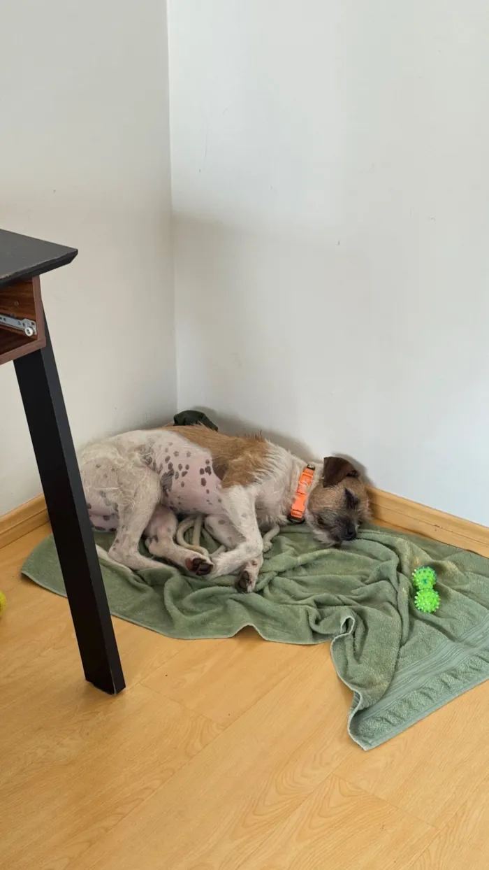 Cachorro raça SRD-ViraLata idade 3 anos nome Manguinha 