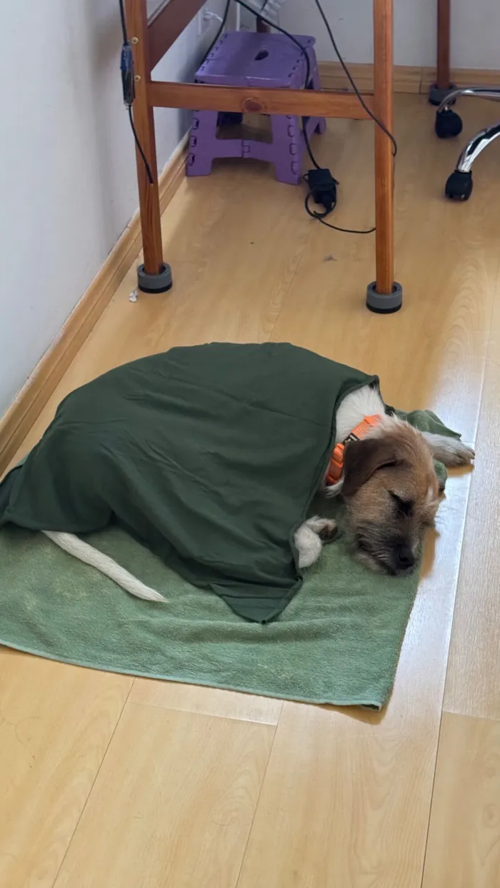 Cachorro raça SRD-ViraLata idade 3 anos nome Manguinha 