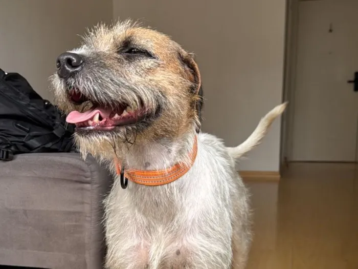 Cachorro raça SRD-ViraLata idade 3 anos nome Manguinha 