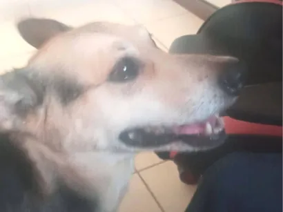 Cachorro raça SRD-ViraLata idade 6 ou mais anos nome flash