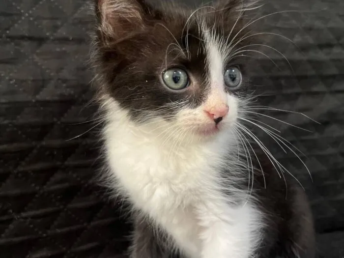 Gato raça SRD-ViraLata idade 2 a 6 meses nome Pretinha