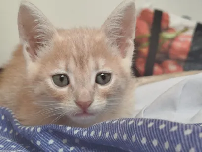 Gato raça Sombreado  idade Abaixo de 2 meses nome Gatinha