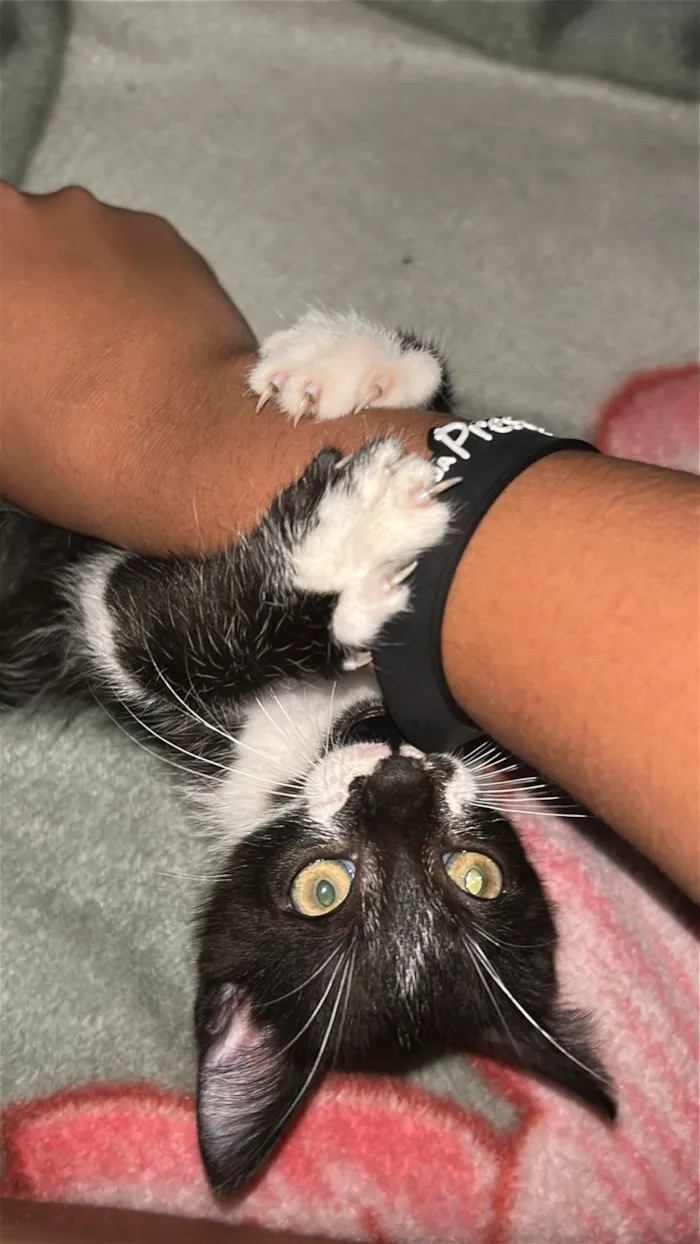 Gato raça SRD-ViraLata idade 2 a 6 meses nome Pimentinha