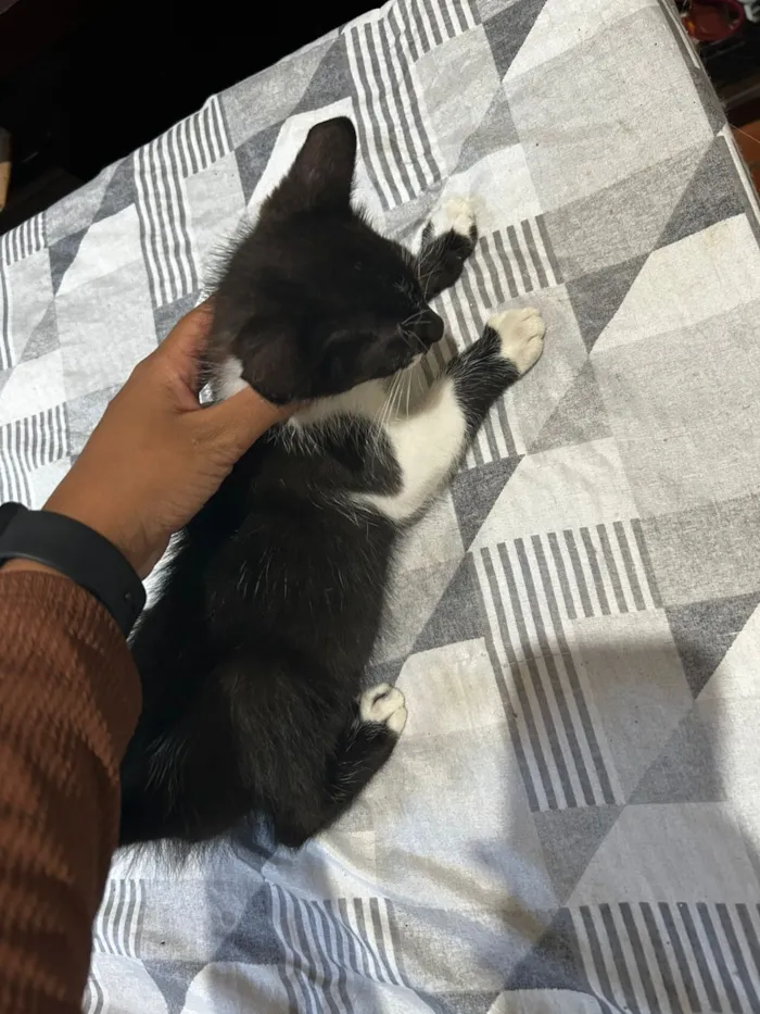 Gato raça SRD-ViraLata idade 2 a 6 meses nome Pimentinha