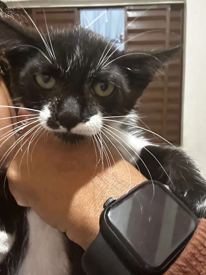 Gato raça SRD-ViraLata idade 2 a 6 meses nome Pimentinha