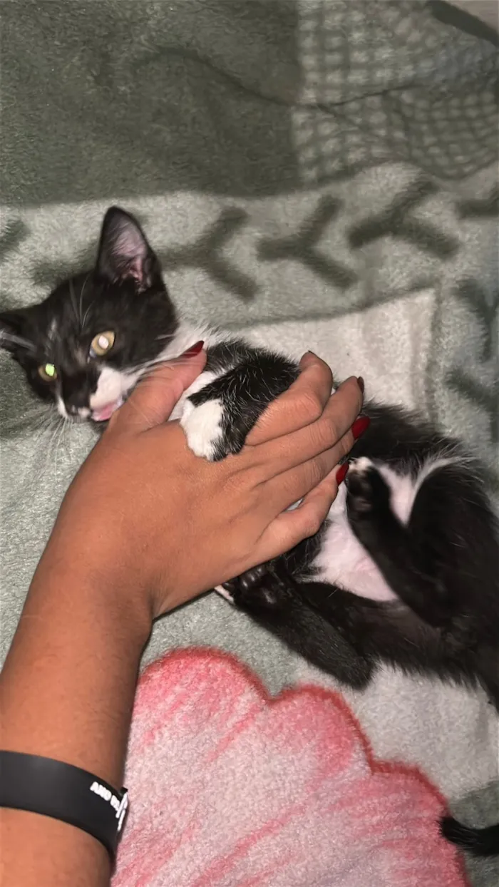 Gato raça SRD-ViraLata idade 2 a 6 meses nome Pimentinha