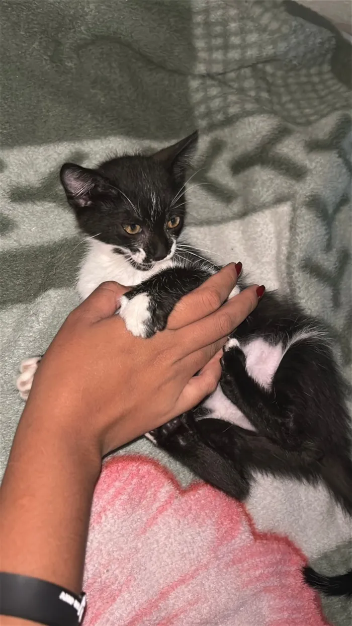 Gato raça SRD-ViraLata idade 2 a 6 meses nome Pimentinha