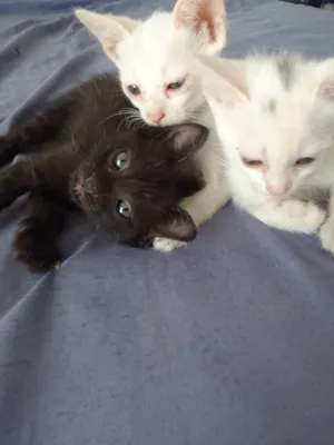 Gato raça SRD-ViraLata idade 2 a 6 meses nome Neve, Cristal e Chuvisco