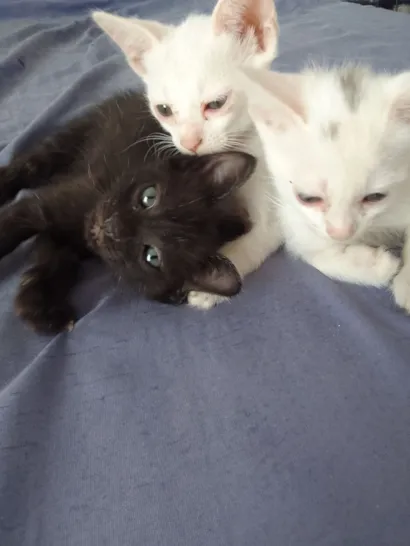 Gato raça SRD-ViraLata idade 2 a 6 meses nome Neve, Cristal e Chuvisco
