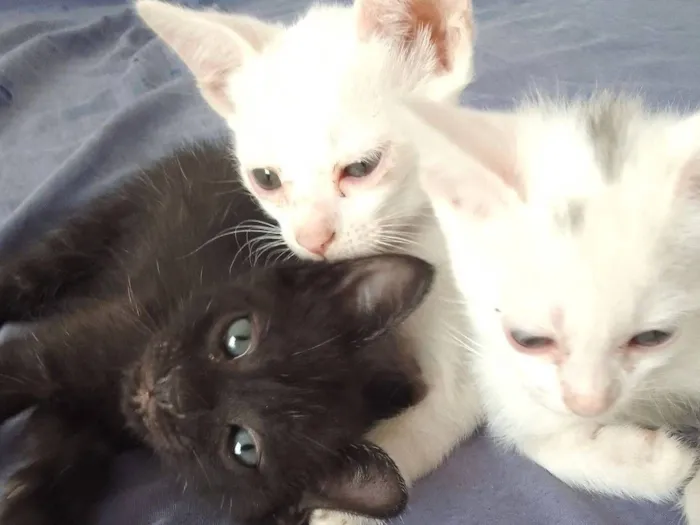 Gato raça SRD-ViraLata idade 2 a 6 meses nome Neve, Cristal e Chuvisco
