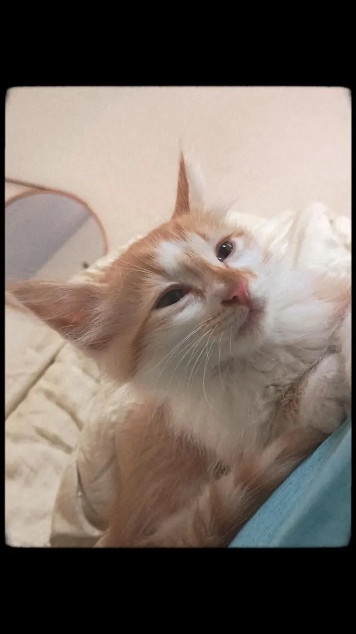 Gato raça SRD-ViraLata idade 2 a 6 meses nome Apolo 