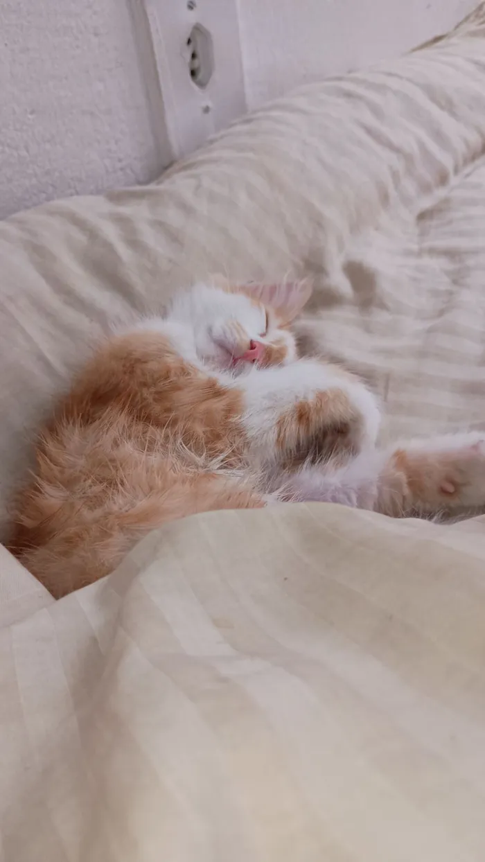 Gato raça SRD-ViraLata idade 2 a 6 meses nome Apolo 