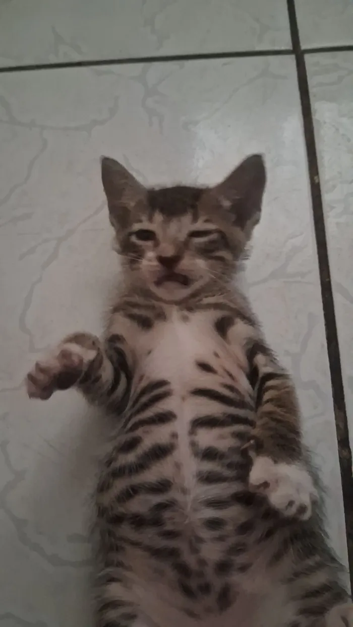 Gato raça SRD-ViraLata idade Abaixo de 2 meses nome 2 gatinhos machos