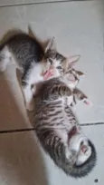 Gato raça SRD-ViraLata idade Abaixo de 2 meses nome 2 gatinhos machos
