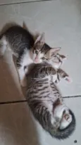 Gato raça SRD-ViraLata idade Abaixo de 2 meses nome 2 gatinhos machos
