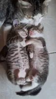2 gatinhos machos