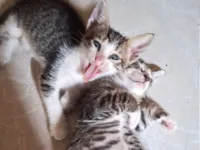 2 gatinhos machos
