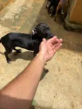 Cachorro raça SRD-ViraLata idade 7 a 11 meses nome Sem nome 