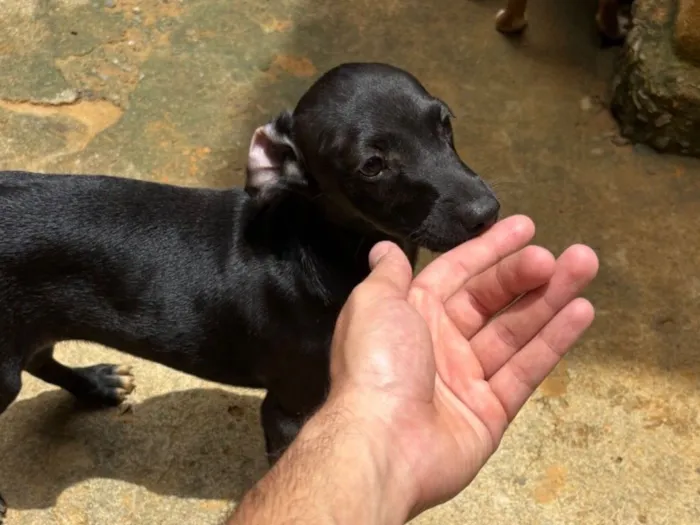 Cachorro raça SRD-ViraLata idade 7 a 11 meses nome Sem nome 