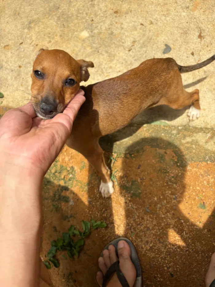 Cachorro raça SRD-ViraLata idade 7 a 11 meses nome Paçoca