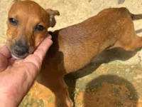 Cachorro raça SRD-ViraLata idade 7 a 11 meses nome Paçoca