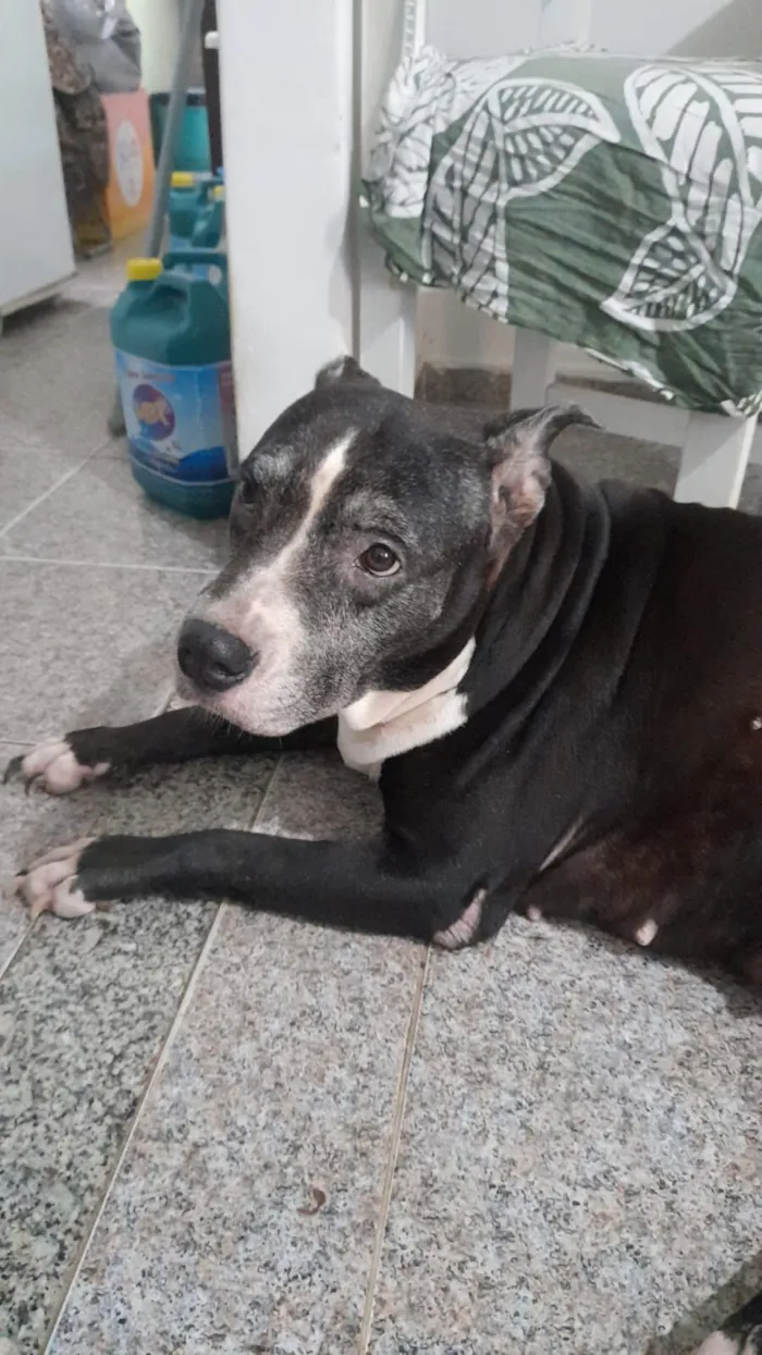 Cachorro raça Pitbull  idade 6 ou mais anos nome Nina 