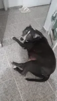 Cachorro raça Pitbull  idade 6 ou mais anos nome Nina 