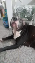 Cachorro raça Pitbull  idade 6 ou mais anos nome Nina 