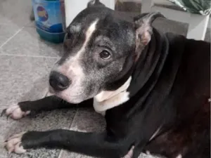 Cachorro raça Pitbull  idade 6 ou mais anos nome Nina 