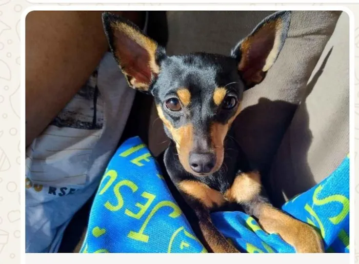 Cachorro raça Pinscher idade 1 ano nome Nico