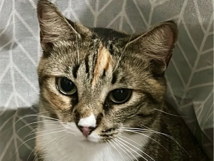 Gato raça SRD-ViraLata idade 1 ano nome Mia 