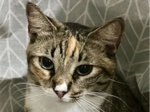 Gato raça SRD-ViraLata idade 1 ano nome Mia 