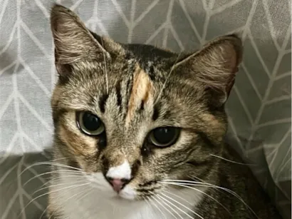 Gato raça SRD-ViraLata idade 1 ano nome Mia 