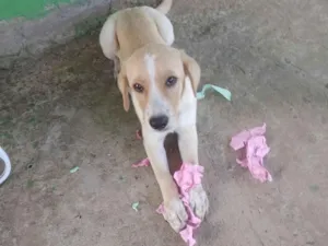 Cachorro raça Labrador idade 2 a 6 meses nome Thor