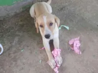 Cachorro raça Labrador idade 2 a 6 meses nome Thor
