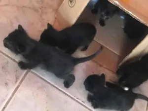 Gato raça SRD-ViraLata idade Abaixo de 2 meses nome ketlyn