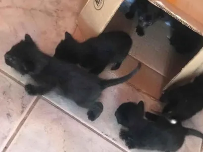 Gato raça SRD-ViraLata idade Abaixo de 2 meses nome ketlyn