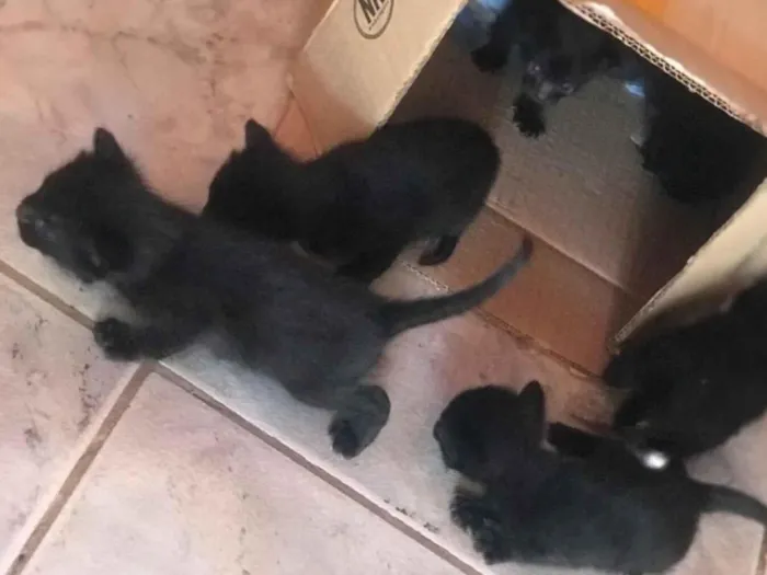 Gato raça SRD-ViraLata idade Abaixo de 2 meses nome ketlyn