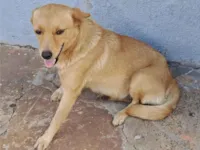 Cachorro raça SRD-ViraLata idade 2 anos nome Sem nome