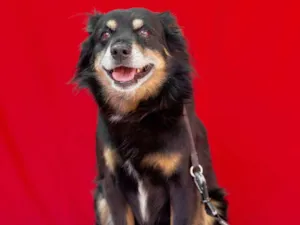 Cachorro raça SRD-ViraLata idade 6 ou mais anos nome Pingo