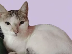 Gato raça SRD-ViraLata idade 2 a 6 meses nome Princesa