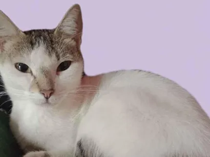 Gato raça SRD-ViraLata idade 2 a 6 meses nome Princesa