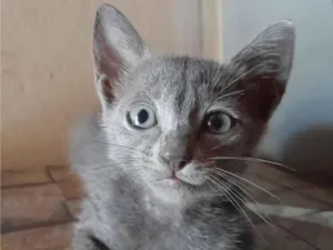 Gato raça SRD-ViraLata idade 2 a 6 meses nome sem nomes
