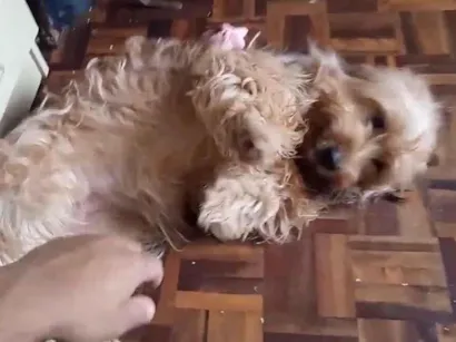 Cachorro raça SRD-ViraLata idade 2 anos nome Pequenininha 