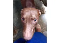 Cachorro raça Pit-Bull idade 2 anos nome Huke