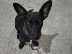 Cachorro raça SRD-ViraLata idade 2 a 6 meses nome Bingo