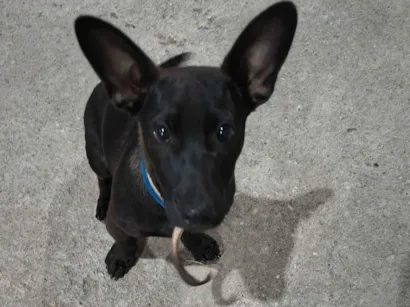 Cachorro raça SRD-ViraLata idade 2 a 6 meses nome Bingo