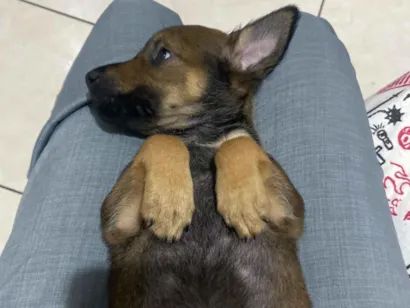 Cachorro raça SRD-ViraLata idade 2 a 6 meses nome Rosinha